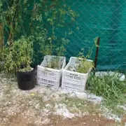 Una intensa granizada sacudi� Maip�, Jun�n y Luj�n de Cuyo