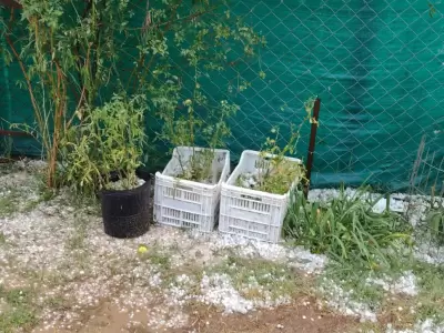 Una intensa granizada sacudi� Maip�, Jun�n y Luj�n de Cuyo