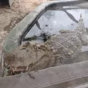 El yacar� overo mendocino fue reinsertado en su entorno natural