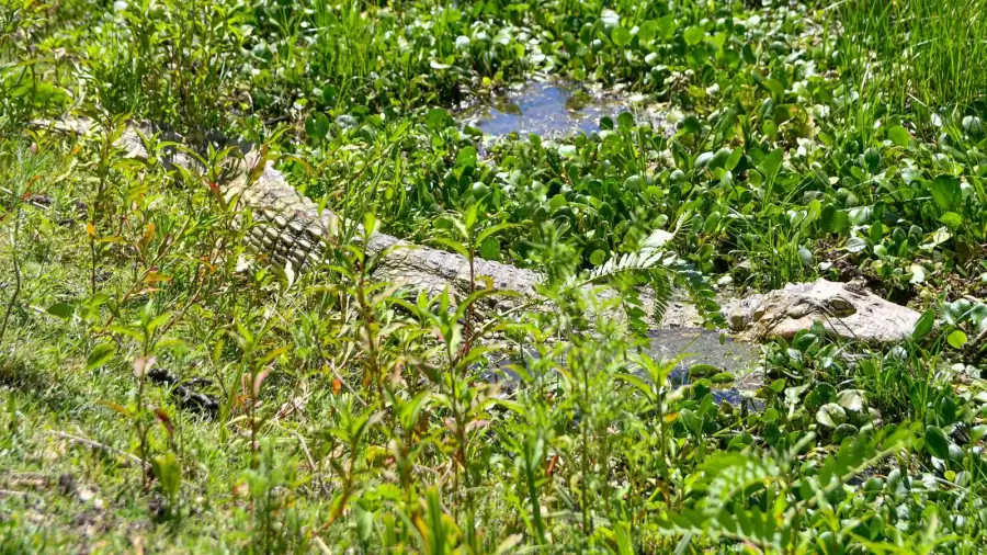 Fue reinsertado a su hábitat natural en la Reserva La Elena.