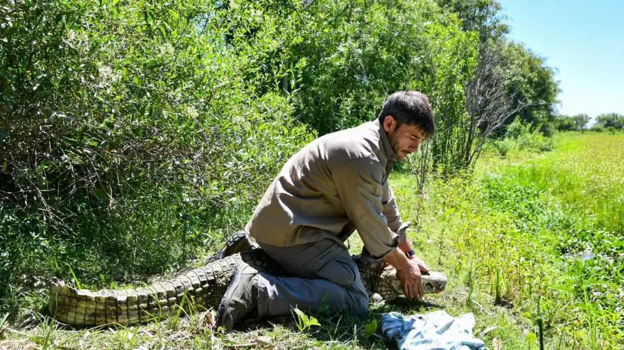 El traslado de distintas especies de animales, busca que tengan una mejor vida.
