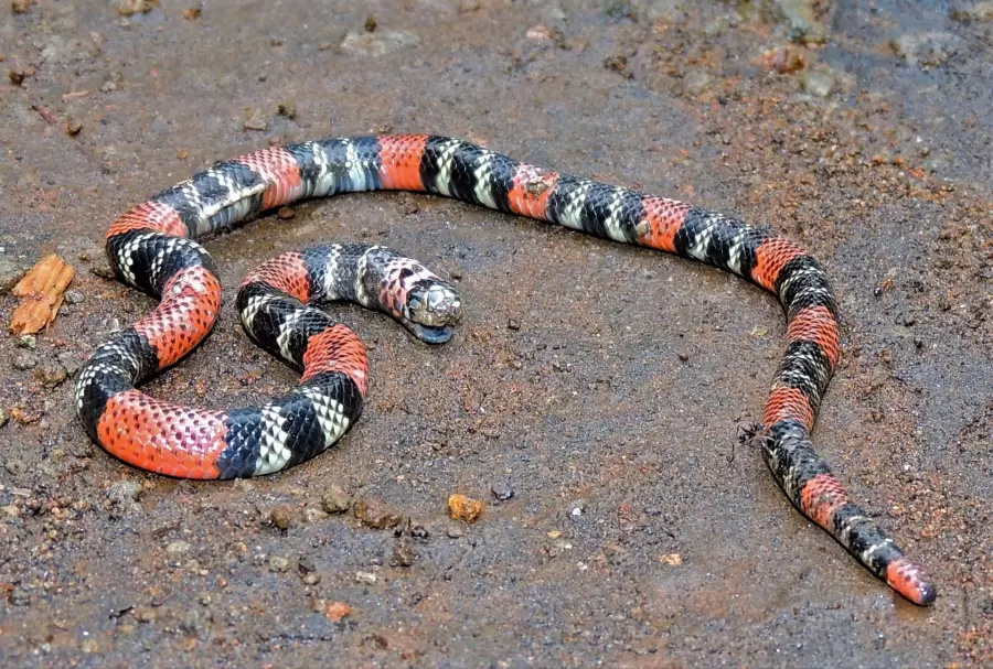Serpiente coral