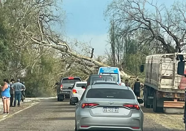 La alerta por tormentas y r�fagas de viento fuerte advierte a los ciudadanos ante posibles ca�das de �rboles.