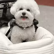 El negocio de los cochecitos para perros revoluciona Corea del Sur