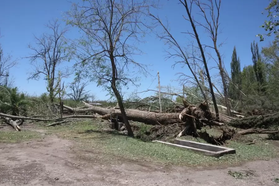 Arbol