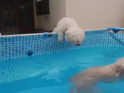Cortito, el caniche que conquista las redes con un tierno pedido de perd�n