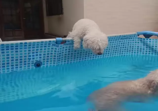 Cortito, el caniche que conquista las redes con un tierno pedido de perd�n