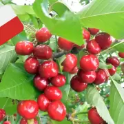 Argentina bate récord de importación de cerezas chilenas: ¿por qué?