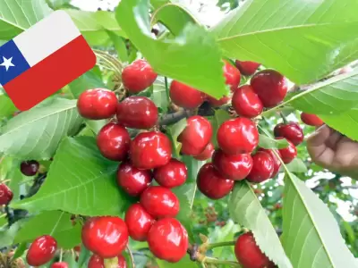 Cerezas importadas desde Chile.