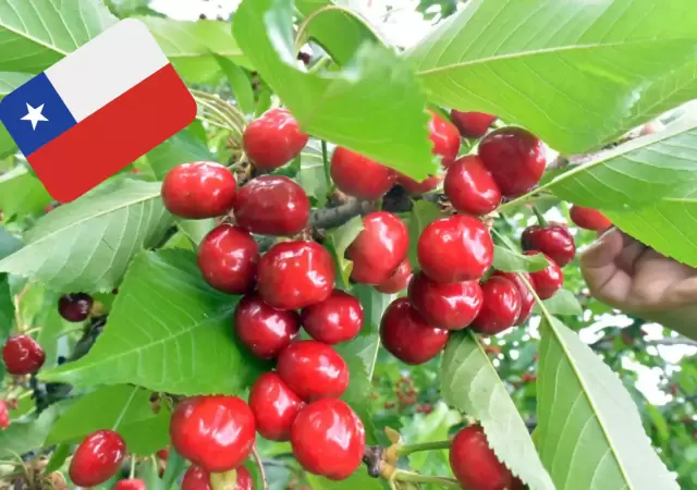 Cerezas importadas desde Chile.