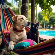 �Cu�nto cuesta dejar a tu mascota en una guarder�a premium este verano?