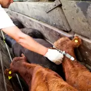 Foco de fiebre aftosa en Alemania: Argentina refuerza controles