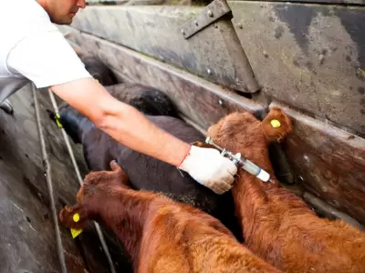 Argentina refuerza controles ante el foco de fiebre aftosa en Alemania/