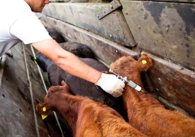 Argentina refuerza controles ante el foco de fiebre aftosa en Alemania/