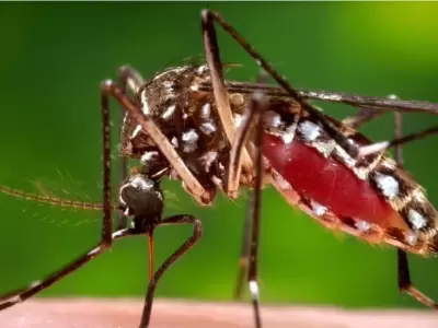 Alarma controlada: el dengue muestra cifras m�s bajas que el a�o pasado
