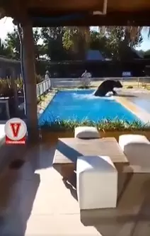 Toro se cay� en una pileta.