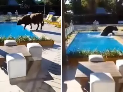 Se escap� un toro de un campo y se tir� a la pileta de un complejo tur�stico.