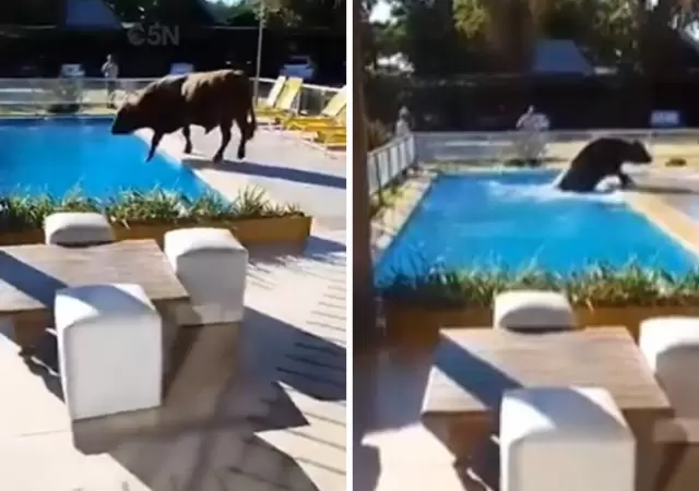Se escap� un toro de un campo y se tir� a la pileta de un complejo tur�stico.