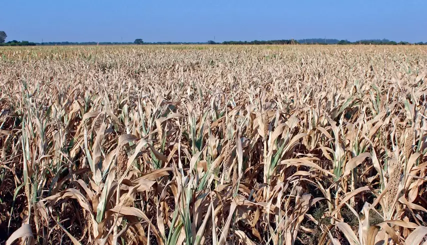 En el campo se perdieron US$ 20.000 millones por la sequ�a de 2023.