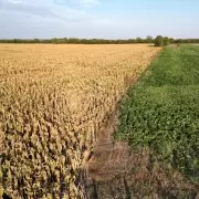 Ola de calor: en el campo no llueve hace un mes y est�n en riesgo los cultivos