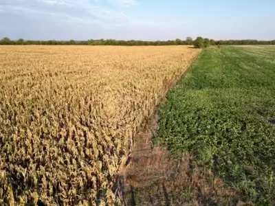 Si no llueve pronto, el campo podr�a perder mucho potencial de rendimiento.