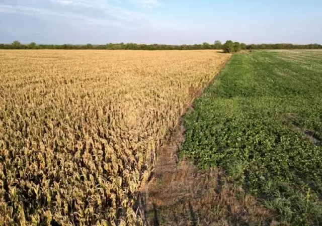 Si no llueve pronto, el campo podr�a perder mucho potencial de rendimiento.