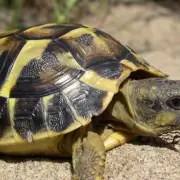 Consejos ante la ola de calor por tus animales de compa��a