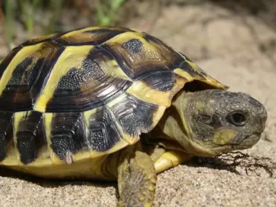 Animales como las tortugas no son muy aconsejables como animales de compa��a, sin embargo, se las puede cuidar de los golpes de calor.