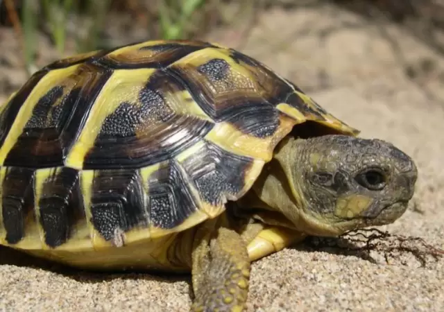 Animales como las tortugas no son muy aconsejables como animales de compa��a, sin embargo, se las puede cuidar de los golpes de calor.
