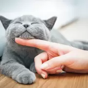 �Quieres darle felicidad a tu gato? Estos consejos te ayudar�n a darle una vida plena