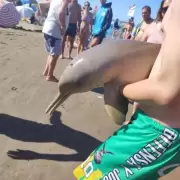 �Indignante! Delf�n beb� muri� tras ser sacado del agua por turistas