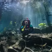 El Bosque Sumergido, uno de los atractivos m�s espectaculares de la Patagonia