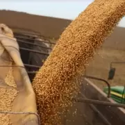 El Gobierno presiona al campo para liquidar d�lares en manos de exportadores