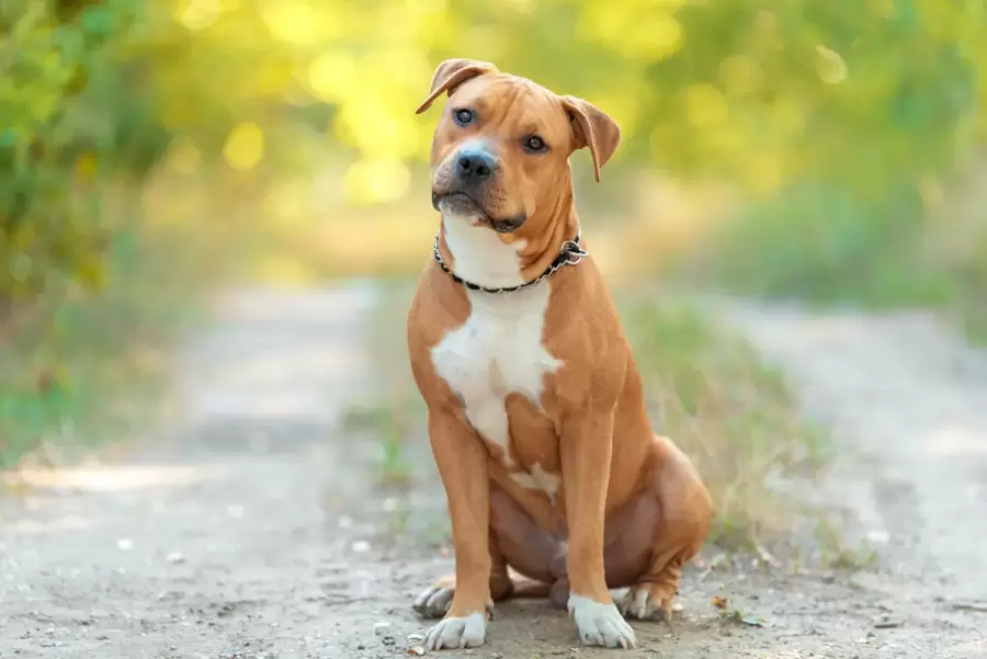 La v�ctima del abusador fue un pitbull. (Foto: web)