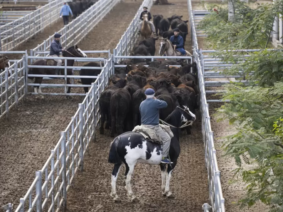 La disponibilidad de hacienda en el Mercado Agroganadero de Ca�uelas ha sido magra en comparaci�n con tiempos anteriores.