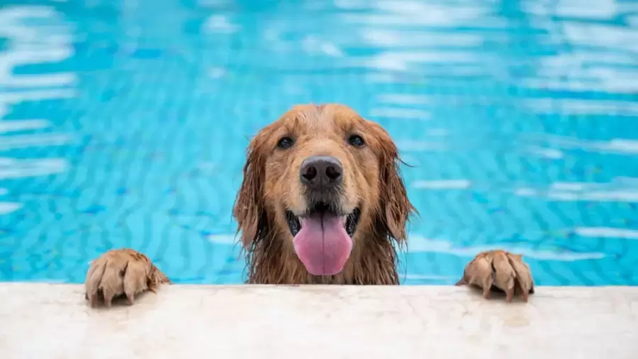 La hidratación es esencial, tanto en seres humanos como en animales de compañía.