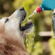 Ola de calor y mascotas: 6 consejos de oro para soportar el verano