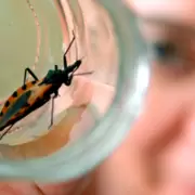 Mal de Chagas: una enfermedad mortal que puede curarse