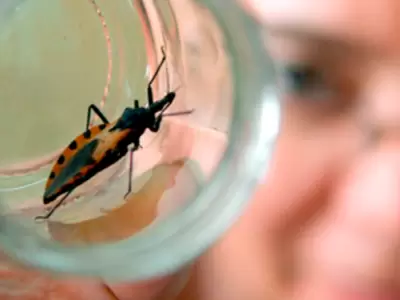 chagas vinchuca