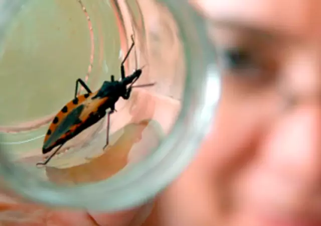 chagas vinchuca
