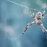 Una "lluvia" de arañas, casi como en una película de terror