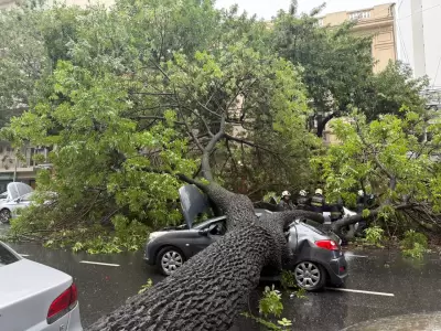 �rbol ca�do en Almagro.