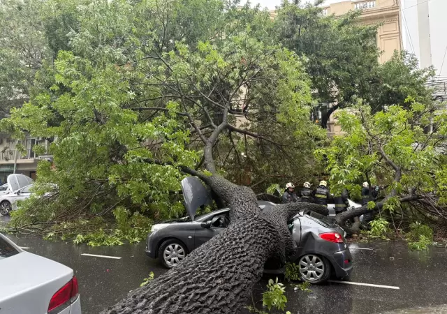 �rbol ca�do en Almagro.
