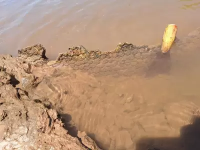 Encontraron restos f�siles de un gliptodonte.