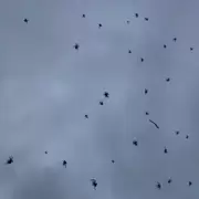 Lluvia de ara�as en Catamarca: la sorprendente escena que desconcierta