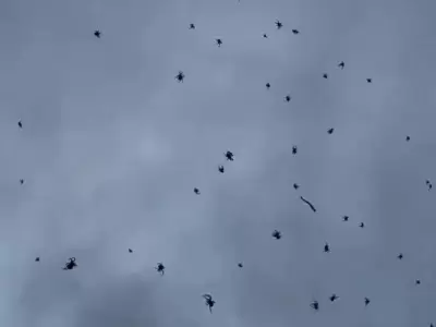 Lluvia de ara�as