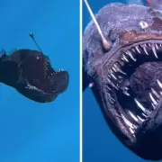 Dónde vive el "Pez Diablo" y las características de este terrorífico animal