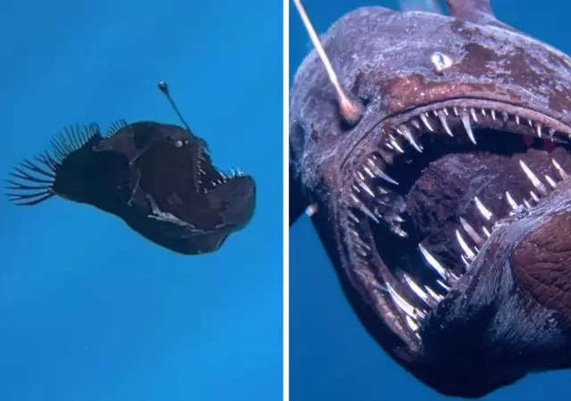 El Pez Diablo (Elanocetus johnsonii).
