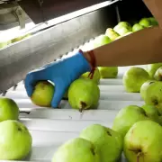 Nuevas regulaciones para la producción y venta de frutas en la Argentina