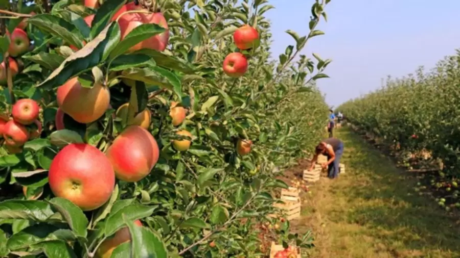 Fruta